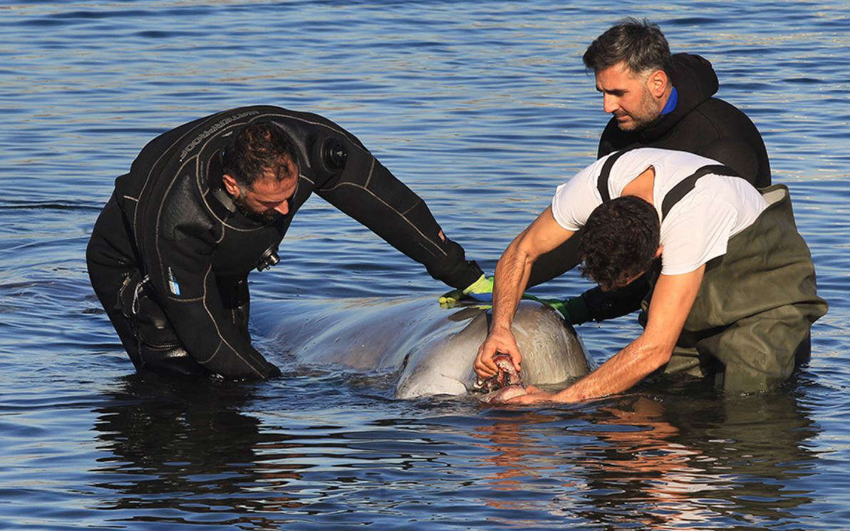 Τι έδειξε η νεκροψία της φάλαινας που βρέθηκε νεκρή στην Αλιμο